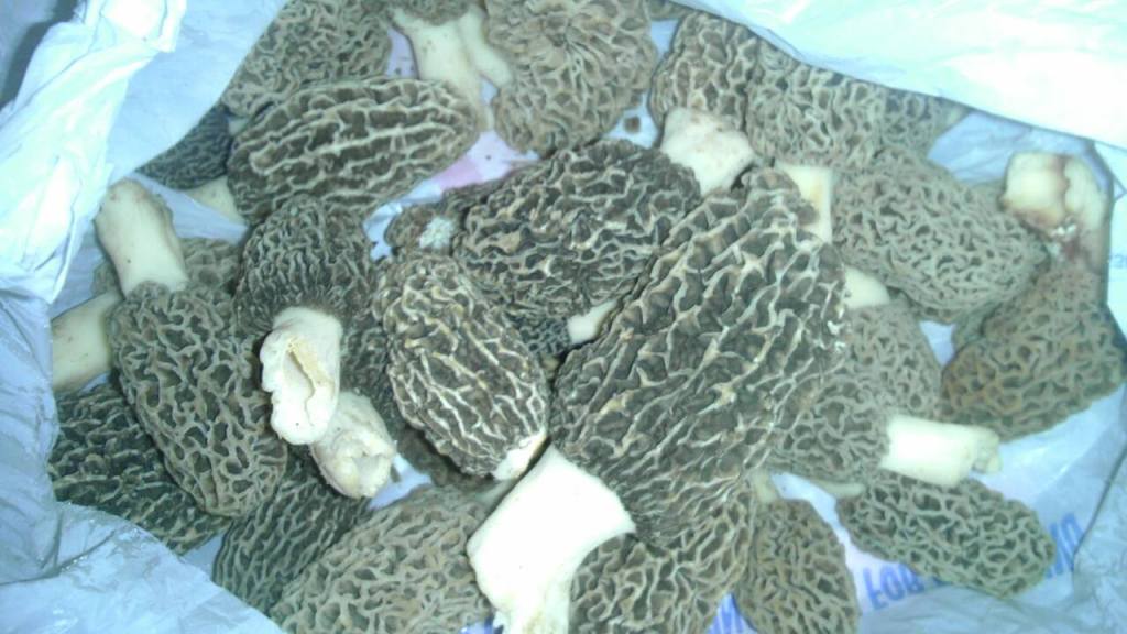 Close-up view of freshly picked yellow morel mushrooms (Morchella americana) collected during a spring foraging trip and stored in a paper bag.