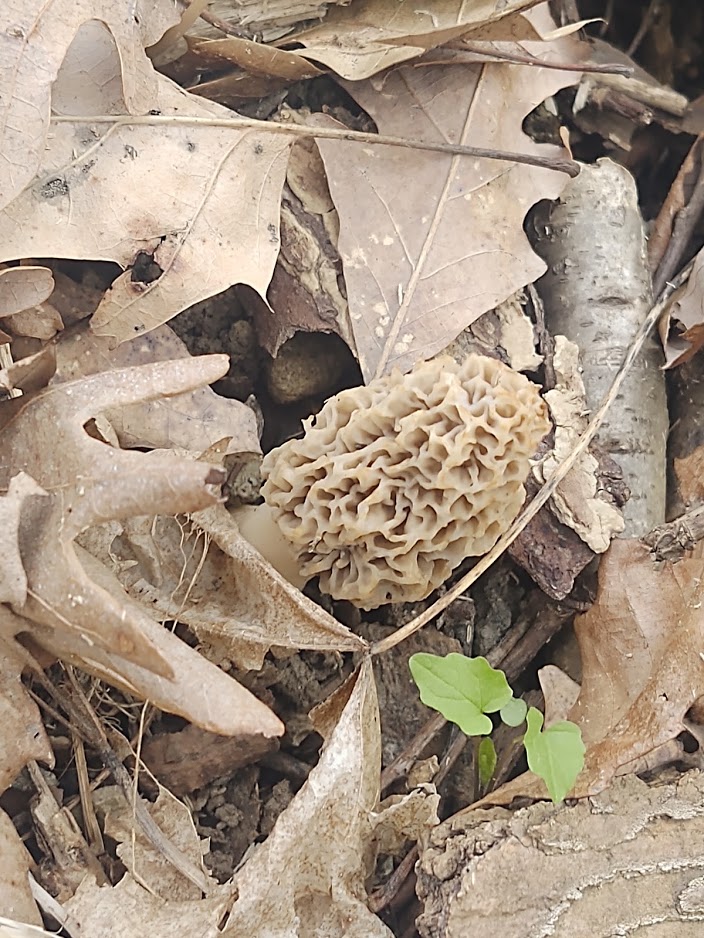 Yellow morel mushroom (Morchella americana) growing in natural leaf litter with oak leaves and early spring sprouts in the Great Lakes region.