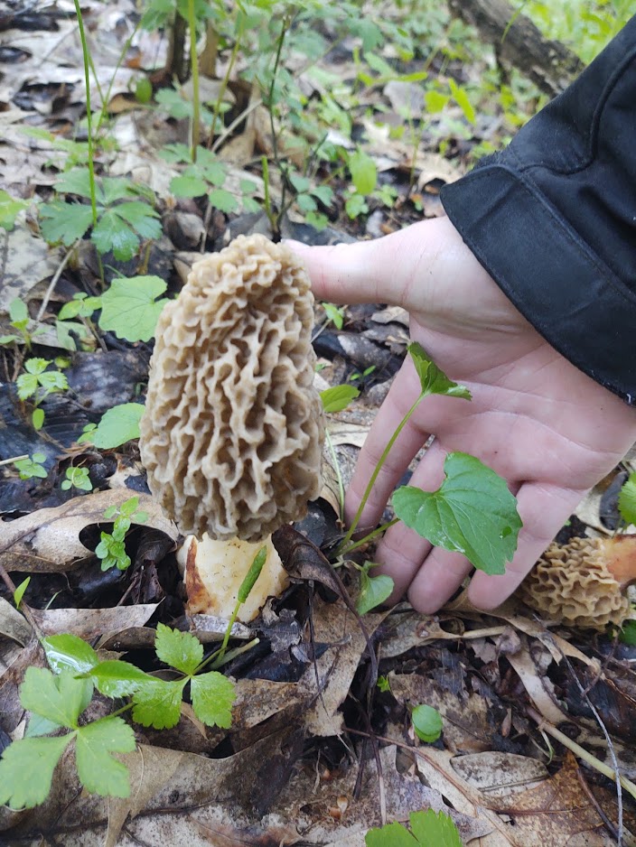 Large yellow morel mushroom (Morchella americana) being identified by hand in damp forest leaf litter during a spring foraging trip.